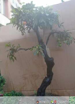 金弹子网石种因子风金弹子