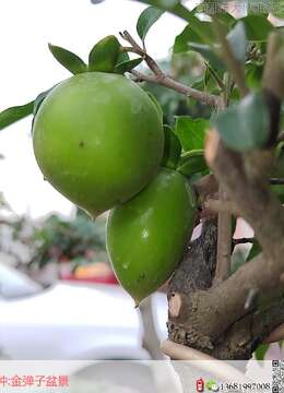 老鸦柿扦插最佳时间