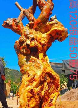 漂亮紫薇老桩，全身坨坨，有喜欢赶紧下单，