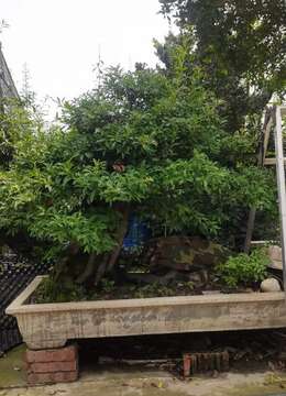 金弹子盆景の血红挂果金弹子地景⊙