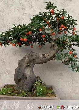 金弹子熟桩金弹子●宜都金弹子老桩