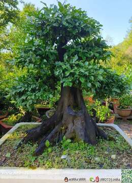 金弹子盆景惠州四季果金弹子实物照片