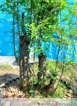 金弹子树桩盆景扬州金弹子地景实物图片