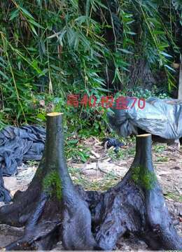 三个金弹子，看上来聊，欢迎一起打包