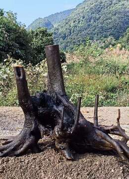 金弹子网金弹子浙派