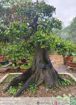 金弹子盆景金弹子曲杆