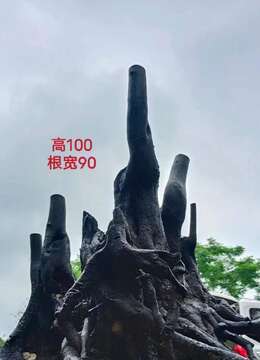 金弹子下山桩金弹子文人