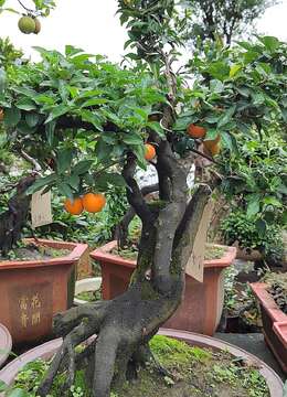 5种小盆景，从小开始养，又美又长寿，养大了，价值不菲