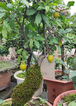 老鸦柿盆景有什么特点，怎么养？火红的果子真诱人！