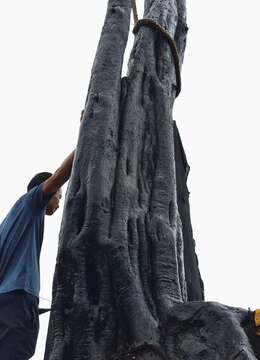 金弹子网树种园子风金弹子实物图片