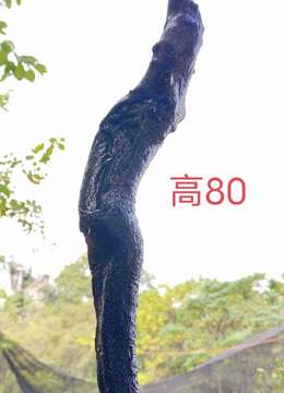 刚刚下山新鲜漂亮母桩金弹子，有喜欢赶紧下单