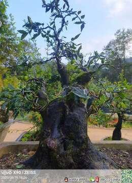 金弹子熟桩金弹子出售价格