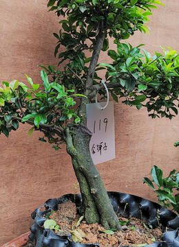 小品金弹子119号甘肃金弹子盆景图片金弹子盆景交易市场