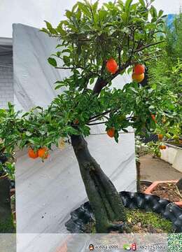 金弹子生桩盆景园挂果小叶金弹子