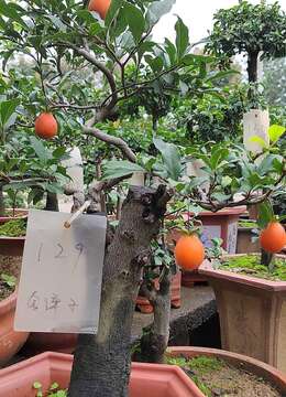 金弹子盆景基本常识：金弹子基本属性