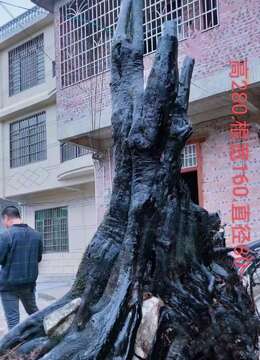 吨位级别的货，金弹子母桩