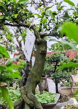 盘龙金弹子114号江西庭院金弹子树桩盆景，江西私家金弹子盆景