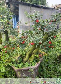 挂果金弹子金弹子╬襄阳金弹子熟桩