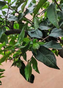 提根金弹子108号多杆老桩金弹子小品盆景，庭院园林盆景金弹子