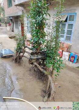 一棵漂亮金弹子熟桩