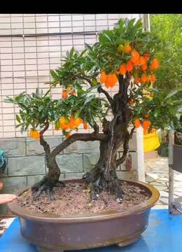 金弹子老桩小叶金弹子实物图片