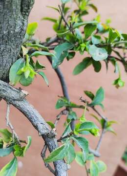 猪大肠109号金弹子，客厅摆放萝卜根提根金弹子熟桩盆景