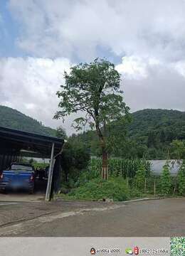 湖北黄杨（中叶）移栽三次，米经27地经32