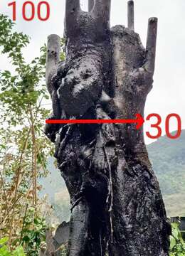 两颗漂亮碳化金弹子，石头扁扁，纹路苍老，看上速度