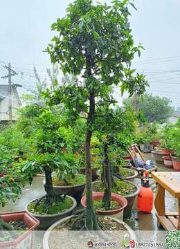 老板们喜欢金蛋子抓紧时间我这里全部放漏价格，一盆都不留，都是将本钱卖，本人不想做这个行业了