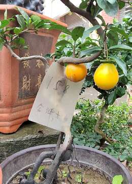 金弹子该如何栽种呢？我带大家来看看