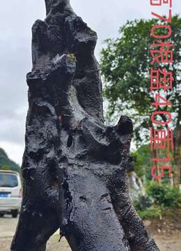 刚刚下山新鲜，漂亮母桩金弹子，有喜欢赶紧下单，