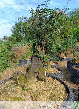 金弹子熟桩，喜欢的老板联系