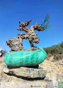 出土山松喜欢速度