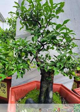 金弹子下山桩树种园子风金弹子付款交易方式