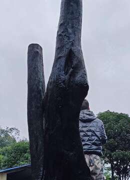 金弹子老桩园林金弹子能从哪买到