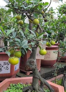 易做盆景素材简介