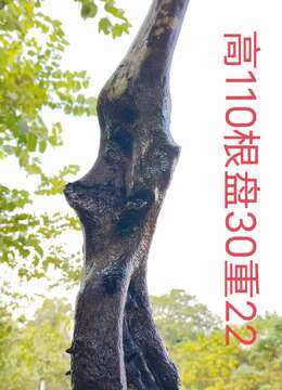 漂亮怪桩金弹子，过桥丛林金弹子，有喜欢赶紧下单