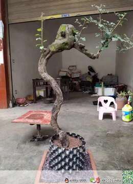 金弹子树桩盆景№苏派金弹子市场×