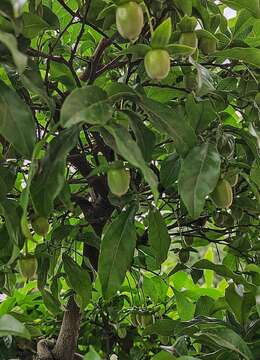 血红果金弹子103号，血红车厘子金弹子，别墅造景血红果金弹子