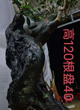 漂亮熟桩金弹子，有喜欢赶紧下单。