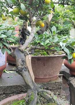 大气又贵气的金弹子！掌握好种植技巧，其寿命会延长哦！