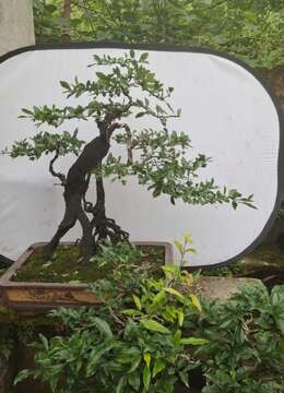 一图盆60   根盘40   带盆高度90     长寿血红