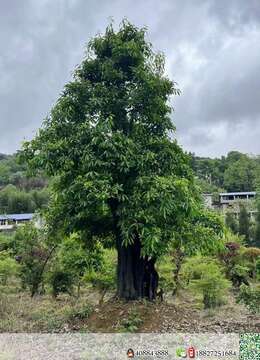 漂亮全冠原生大母桩，别墅庭院首选，霸气十足，
