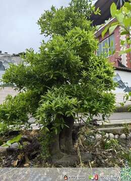 金弹子盆景价格↙抱石金弹子零售┅