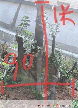 金弹子老桩拆迁占田金弹子小品