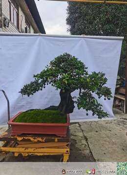 金弹子树桩盆景野生金弹子