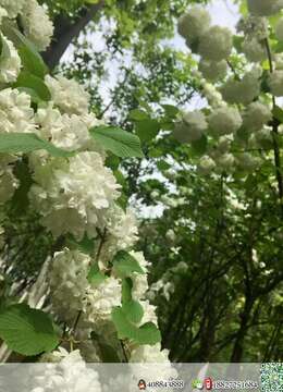 中华木绣球5棵（晚花），每棵满树花苞，都带大土球，优惠出，喜欢的老板速度来