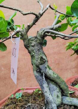 重庆155号金弹子老桩重庆金弹子盆景品种和重庆金弹子图片