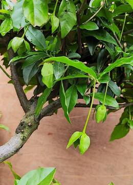 视频号金弹子盆景128号微信视频号发布掌上赏玩金弹子小品盆景