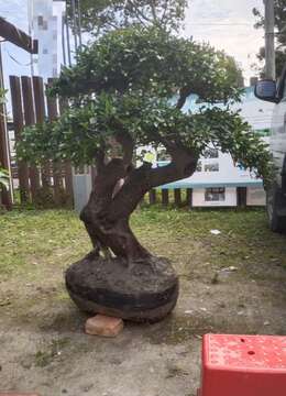 20多年的年功桩高度150    根盘60